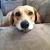 Bob Bridegroom's profile image