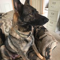 Ellen Perez's profile image