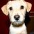 Jeffrey Hamilton Vose's profile image