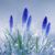 Pam Maas Maciak's profile image