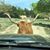 Rebecca Wild Williamson's profile image