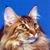 Dee Cole's profile image