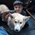 Carol Smock's profile image