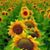 Lisa Love's profile image