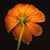 Megan Craddock's profile image