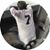 Louis DiLullo's profile image