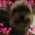 Cecelia Borsello Donohue's profile image