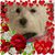 Sylvia M. Rittweger's profile image
