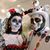 Diane Purcell Mitchell's profile image