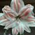 Carla L. Thomas's profile image
