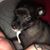 Alfonso Gomez's profile image