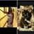 Reni Davis's profile image
