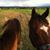 Tanya Odenbach's profile image