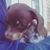 Robopuff Law's profile image
