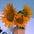 Belinda Bj Young's profile image