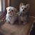 Suzy Gatton's profile image