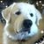 Laurel Neth's profile image