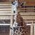 Dina McMullin Gibson's profile image