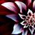 Lauren Day's profile image