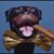 Ryan Bolli's profile image