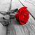 Jose Castillo's profile image