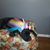 Carly Berenstein's profile image