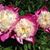 Ellen Bill Bergmann's profile image