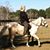 Caroline Darling's profile image