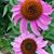 Mary E. Harris's profile image