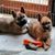 Diane Hendee's profile image