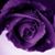 Amanda Hale's profile image