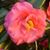 Tammy Coburn Pitman's profile image