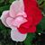 Donna Keenan's profile image