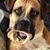 Dona Shultis Liebel's profile image