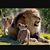أمجد اللوزي's profile image
