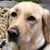 Stacey Randazzo's profile image