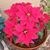 Irene T Petraglia's profile image