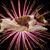 Andrea Lee's profile image