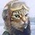 Robert Costa's profile image