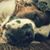 Denise Almond's profile image