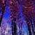 Leslie Shol Schroeder's profile image
