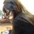 Saba Ahmed's profile image