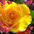 Mary Alice A.'s profile image