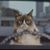 Nikita A. Filippov's profile image