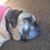 Suzanne M. Ash-Faggion's profile image