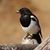 Shelly Hollen's profile image