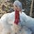 Patricia Jones's profile image