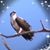 Alice Adams's profile image
