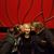 Chalaine Shae Messick's profile image
