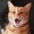 Joanne Syrigonakis's profile image